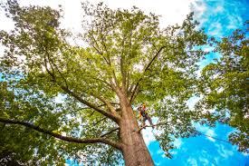 Best Arborist Consultation Services  in Robinson, IL