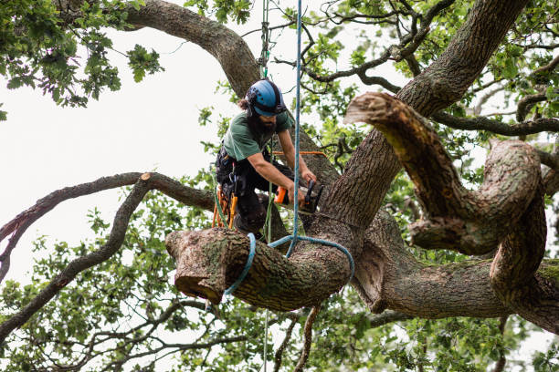 Best Root Management and Removal  in Robinson, IL