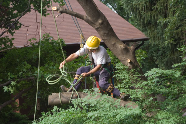 Best Hedge Trimming  in Robinson, IL