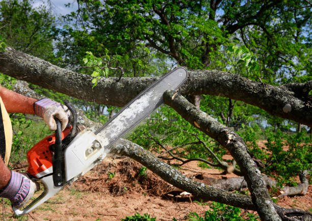 Leaf Removal in Robinson, IL